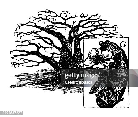 Monkeybread Tree, Adansonia digitata Monkeybread Tree, Adansonia digitata