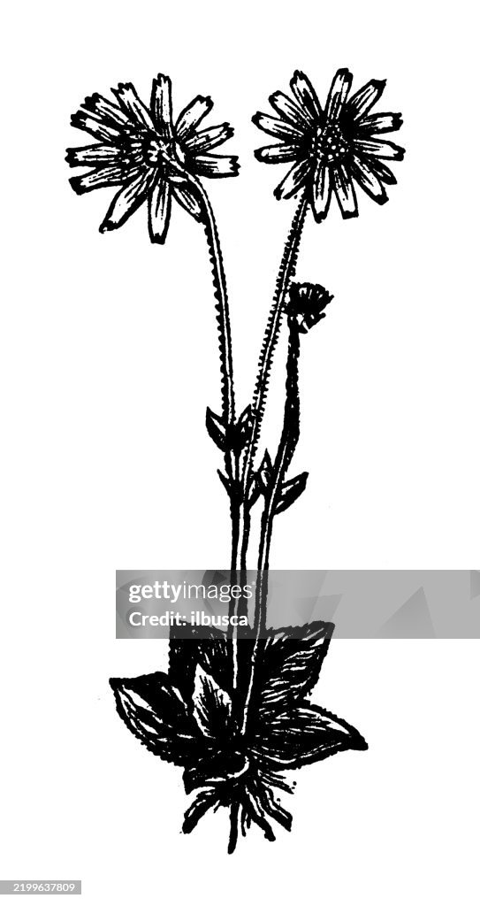 Mountain tobacco, Arnica montana