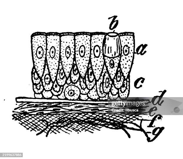 mucous membrane, structure - mucus stock illustrations
