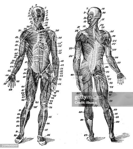 Human Muscles High-Res Vector Graphic - Getty Images