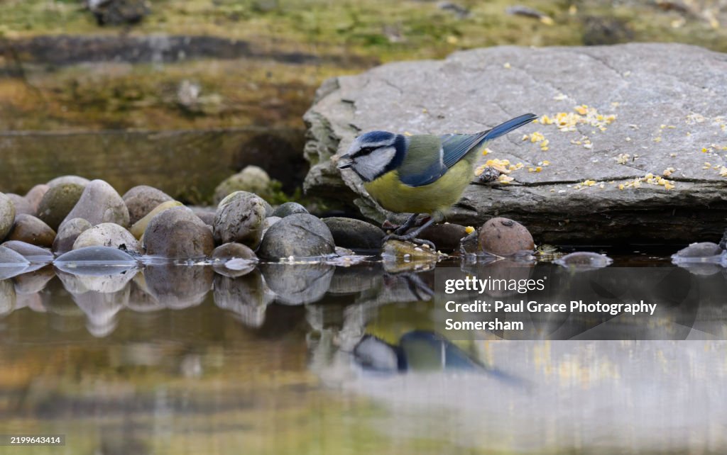 Blue tit. Cyanistes caeruleus