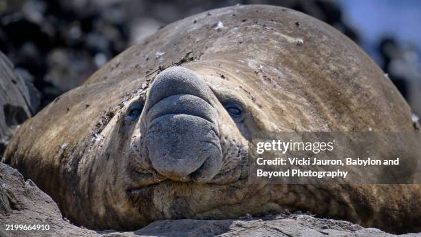 cute close up of male elephant seal in the beagle channel - elephant seal stock pictures, royalty-free photos & images