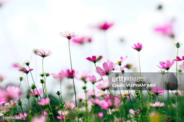 cosmos flowers in ornamental garden with sunlight - cosmos de jardín fotografías e imágenes de stock