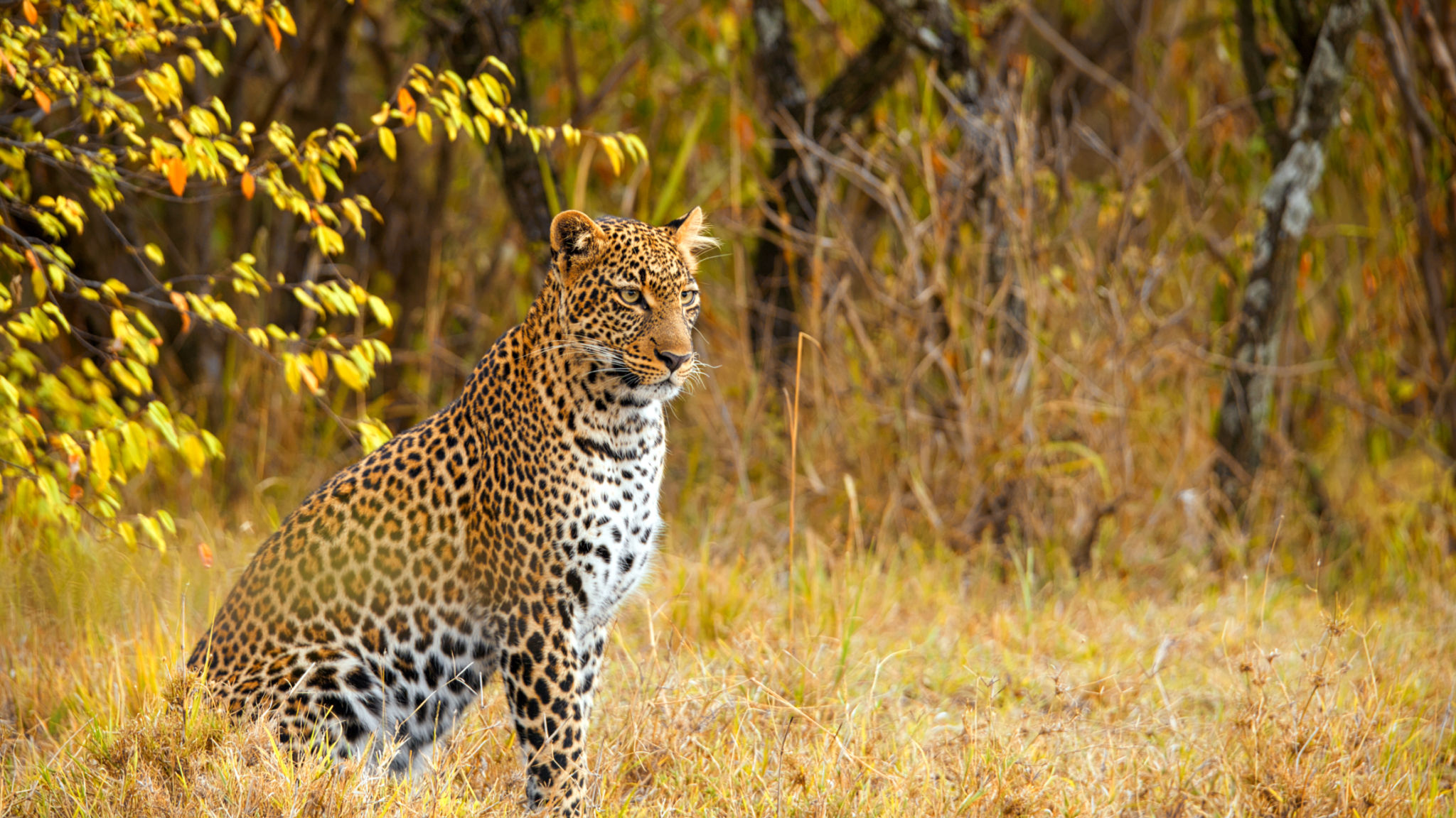 kenya safari