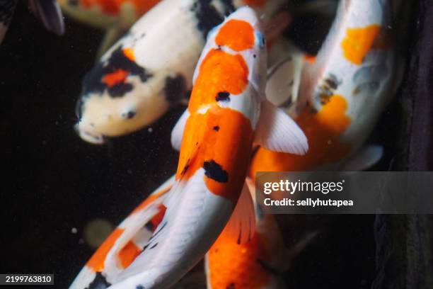 koi fishes swimming in a pond - medium group of animals stock pictures, royalty-free photos & images