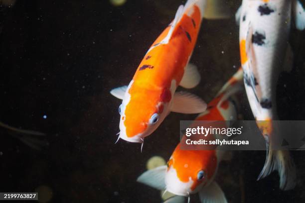 koi fishes swimming in a pond - medium group of animals stock pictures, royalty-free photos & images