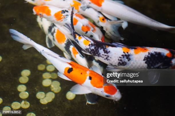 koi fishes swimming in a pond - medium group of animals stock pictures, royalty-free photos & images