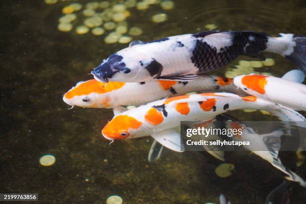 koi fishes swimming in a pond - medium group of animals stock pictures, royalty-free photos & images