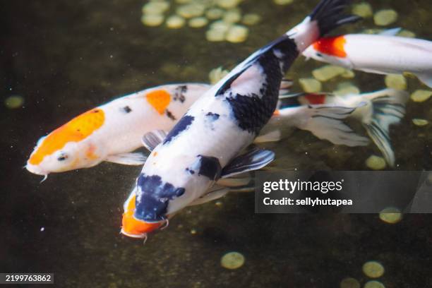 koi fishes swimming in a pond - medium group of animals stock pictures, royalty-free photos & images