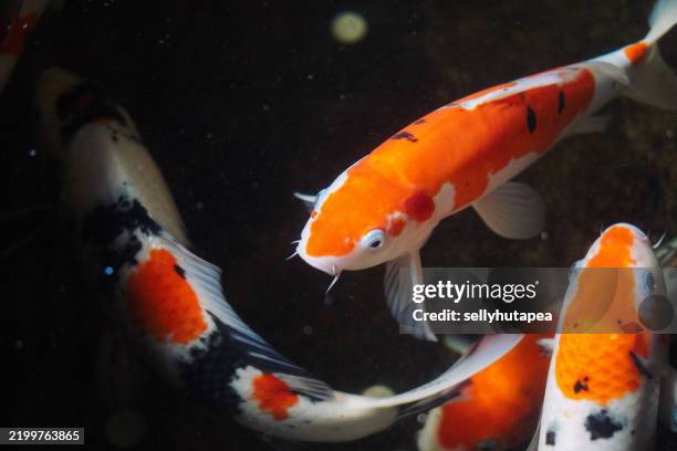 koi fishes swimming in a pond - medium group of animals stock pictures, royalty-free photos & images