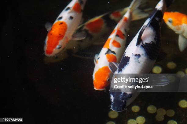 koi fishes swimming in a pond - medium group of animals stock pictures, royalty-free photos & images