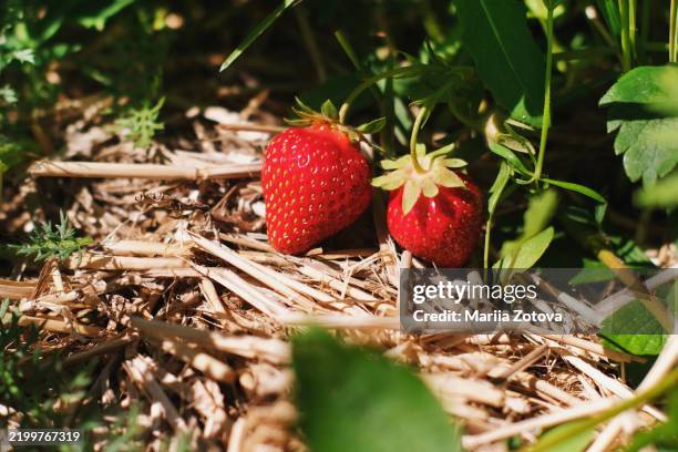 red strawberry berry grows on a straw bed in the garden, plants without fertilizers, organic berry. - strawberry stock pictures, royalty-free photos & images
