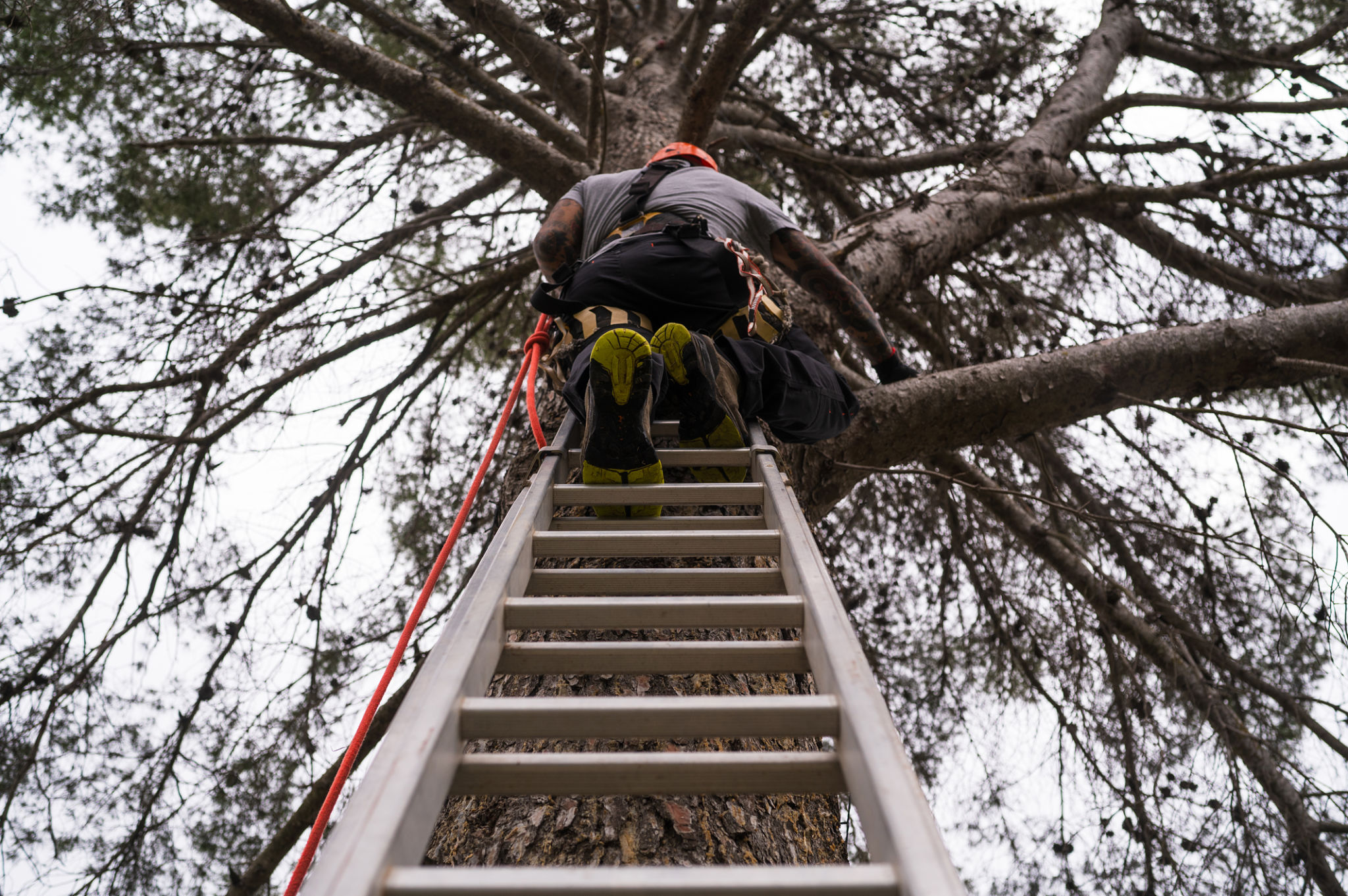 tree services