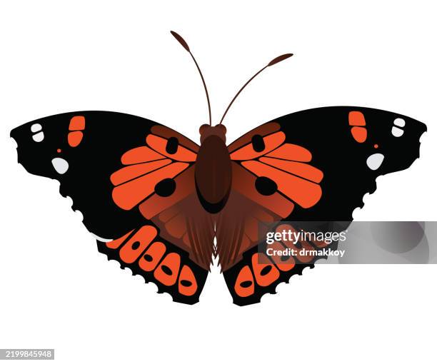 kamehameha butterfly (vanessa tameamea) - monarch caterpillar stock illustrations