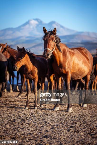wild anatolian horses roaming free at sunset - home run stock pictures, royalty-free photos & images