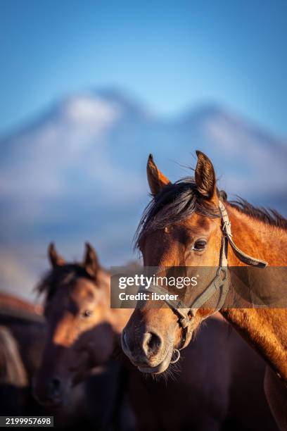 wild anatolian horses roaming free at sunset - home run stock pictures, royalty-free photos & images