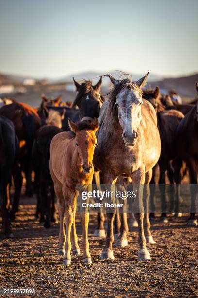 wild anatolian horses roaming free at sunset - home run stock pictures, royalty-free photos & images