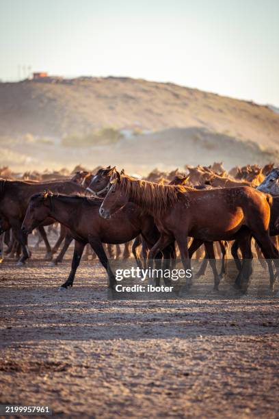 wild anatolian horses roaming free at sunset - home run stock pictures, royalty-free photos & images