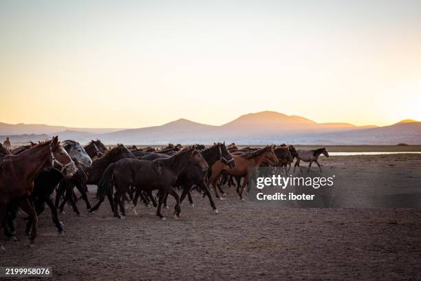 wild anatolian horses roaming free at sunset - home run stock pictures, royalty-free photos & images
