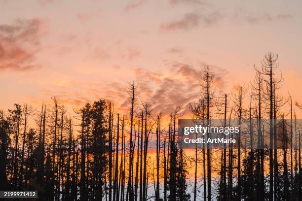 sunset sky - climate crisis stock pictures, royalty-free photos & images