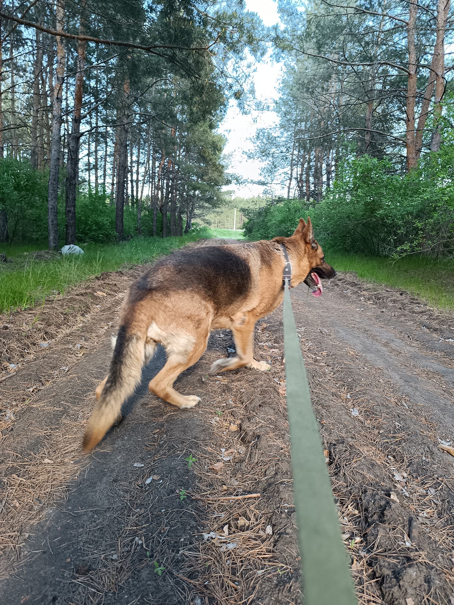 German Shepherd dog walking on a leash in the forest German Shepherd dog walking on a leash in the forest