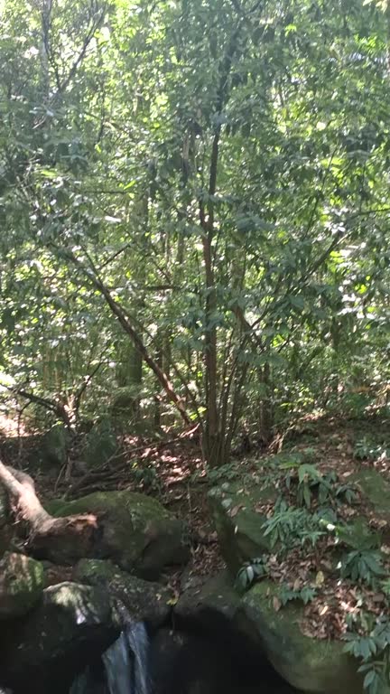 https://media.gettyimages.com/id/2200040820/video/floresta-da-tijuca.jpg?b=1&s=640x640&k=20&c=r-UBS6SjXzmftkoHq94h1wxjRyzPFOtmmffvIRdgTZA=
