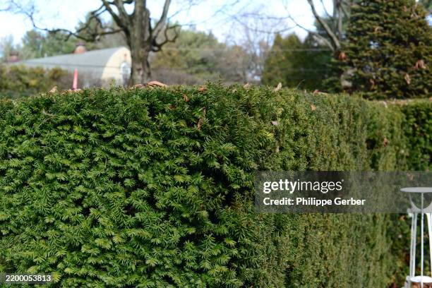 Common Box Tree Winter 66 Boxwood Winter Stock Photos, High-Res Pictures, and Images - Getty ...
