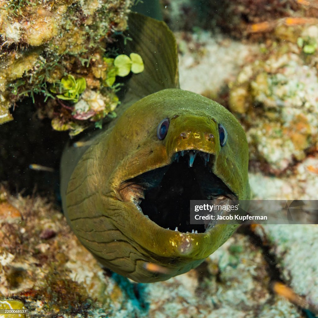 A Moray Eel Seen Underwater in Belize