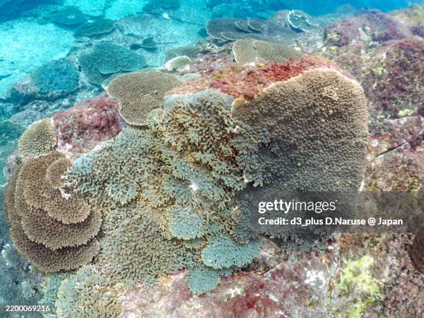 beautiful schools of moorish idol and butterfly fish swarming on the coral reef.shikinejima island, izu islands, tokyo - 2024 - schwarzrücken falterfisch stock-fotos und bilder
