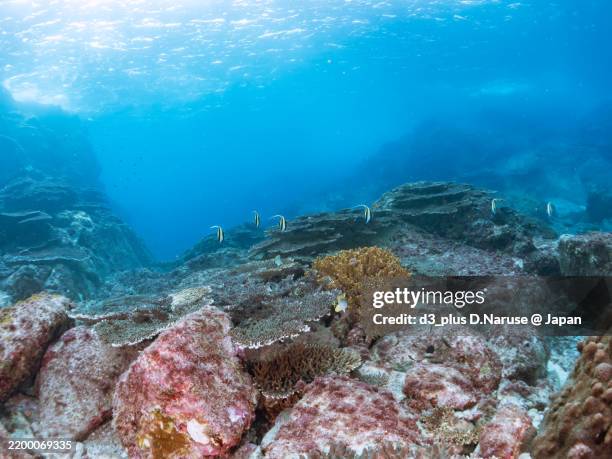 beautiful schools of moorish idol and butterfly fish swarming on the coral reef.shikinejima island, izu islands, tokyo - 2024 - schwarzrücken falterfisch stock-fotos und bilder