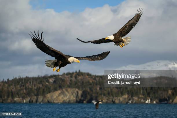 two bald eagles soaring over alaska - cook inlet stock pictures, royalty-free photos & images