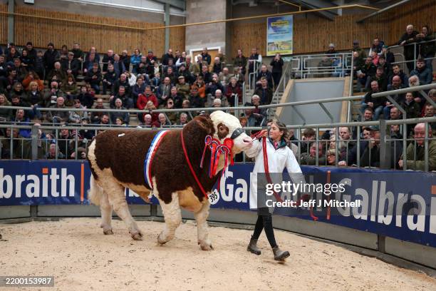 Handler Hetty Hutchinson with Champion Simmental Bull Prince Charming from Hemingford at Stirling Bull sale where it was sold for 56,000 guineas on...