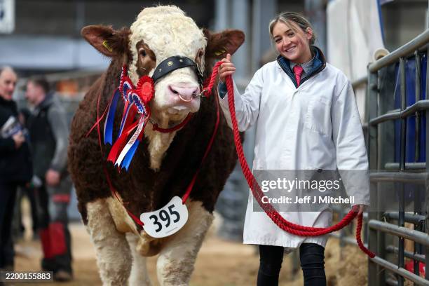 Handler Hetty Hutchinson with Champion Simmental Bull Prince Charming from Hemingford at Stirling Bull sale where he was sold for 56,000 guineas on...