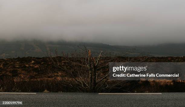 a bleak image of a single bare tree at the side of a straight road - mountain ridge line stock pictures, royalty-free photos & images