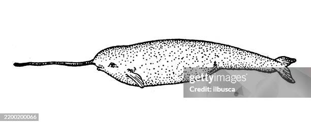 narwhal - narwhal stock illustrations