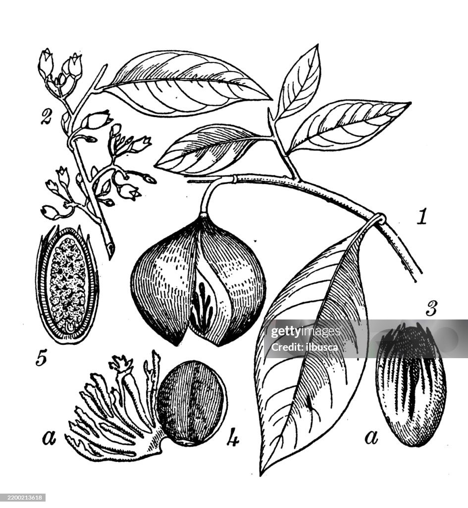 Muskatnuss, Myristica fragrans
