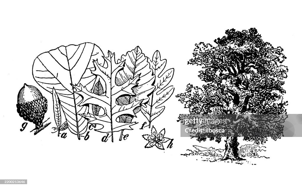 Red Oak, Quercus rubra