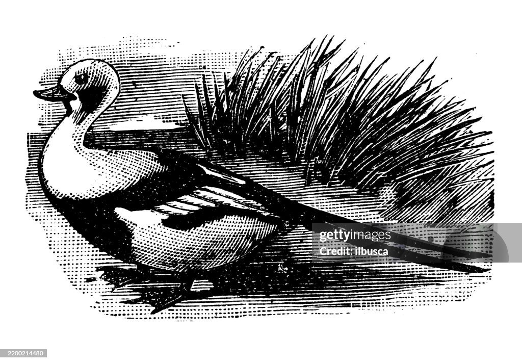 Drake of the Old-squaw