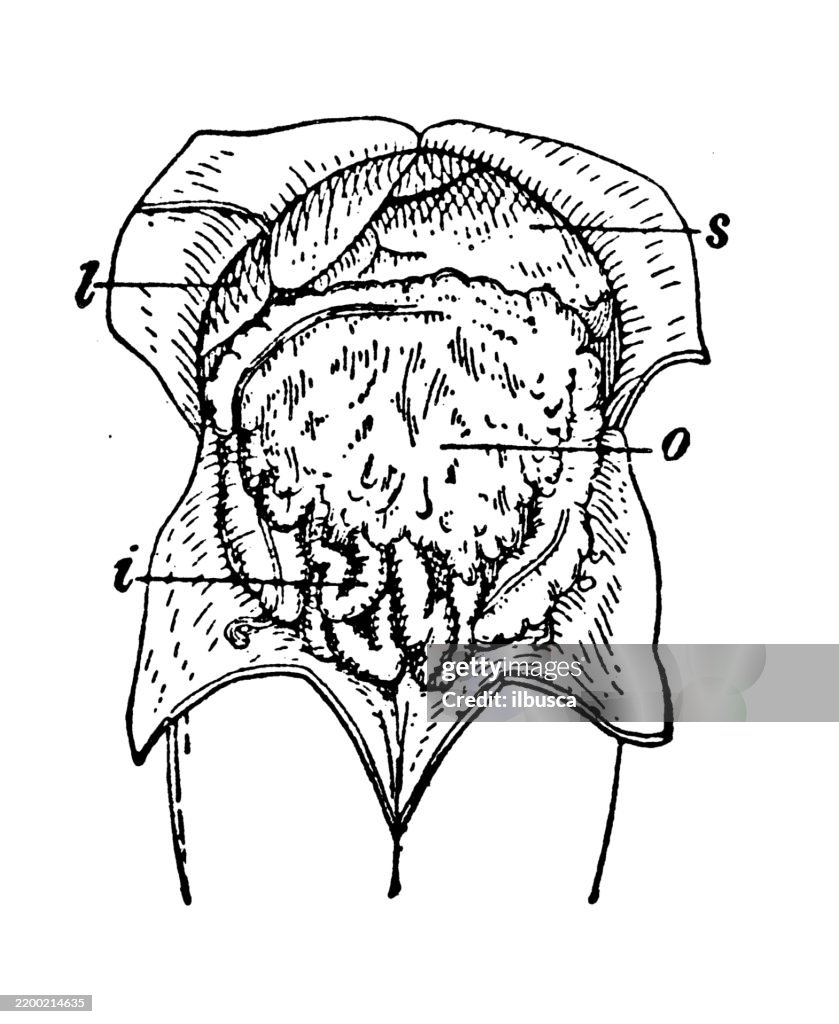 Gastrocolic Omentum: Instestine, liver, omentum, stomach