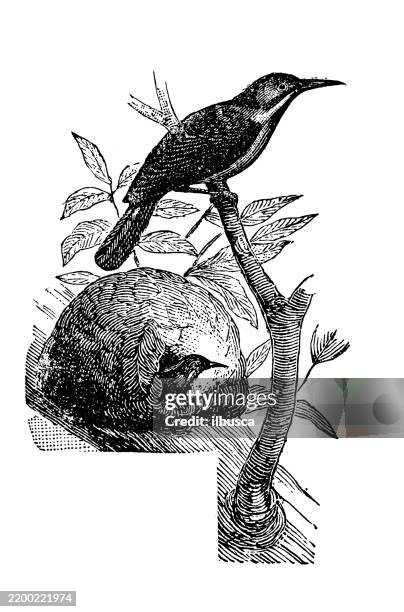 oven bird, furnarius rufa - ovenbird nest stock illustrations