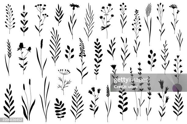 illustrazioni stock, clip art, cartoni animati e icone di tendenza di piante disegnate a mano - fiore di campo