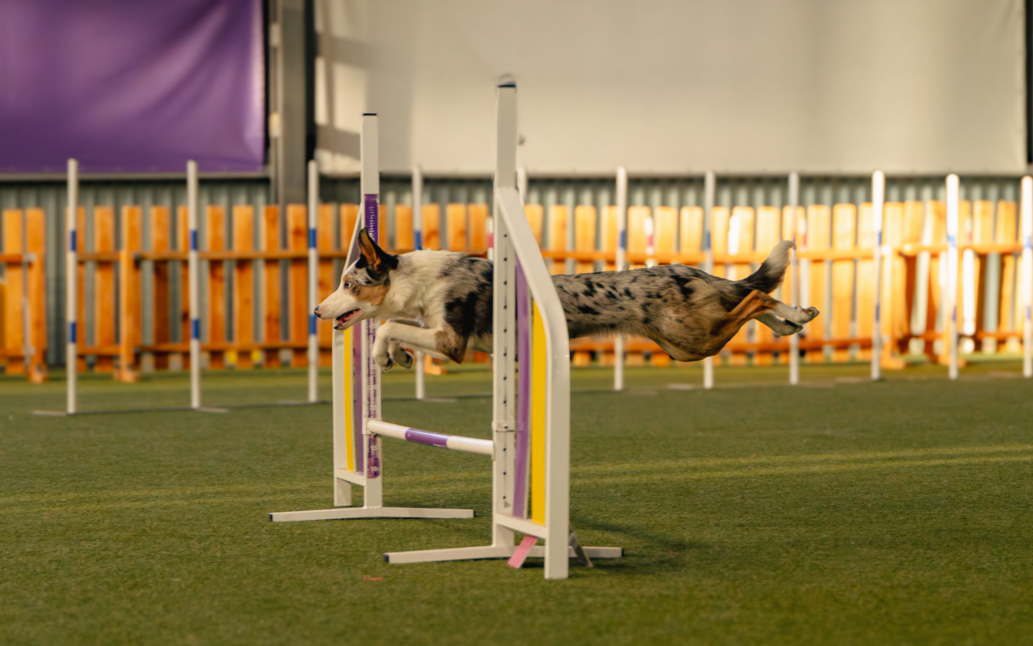 Athletic Border Collie puppy flying beautifully over the jump in dog agility. Athletic Border Collie puppy flying beautifully over the jump in dog agility.