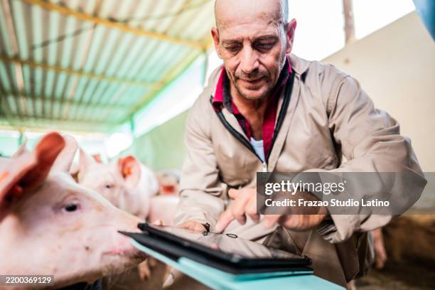 landwirt mit digitalem tablet in einem schweinestall - tierhaltung stock-fotos und bilder