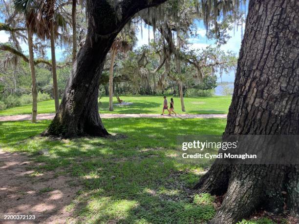 father and daughter talking on path in a florida park. path lined with palm trees and live oak trees through a park. matanzas river, intracoastal waterway. - florida walking trails stock pictures, royalty-free photos & images