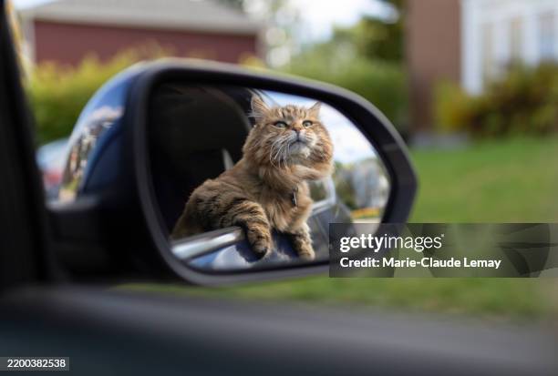 Cat Riding Vehical 7,615 Cat Ride Stock Photos, High-Res Pictures, and Images - Getty Images