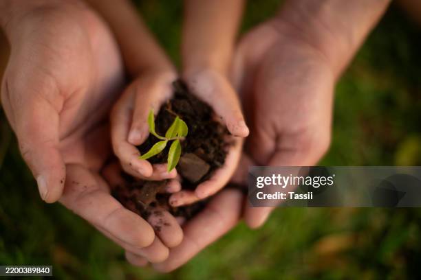 mani, genitore e figlio con il terreno vegetale del giardinaggio, la giornata della terra e l'apprendimento della cura dell'agricoltura. famiglia, capretto e primo piano con foglia per la crescita sostenibile, l'insegnamento e il benessere dell'ambiente de - sostenibilità foto e immagini stock