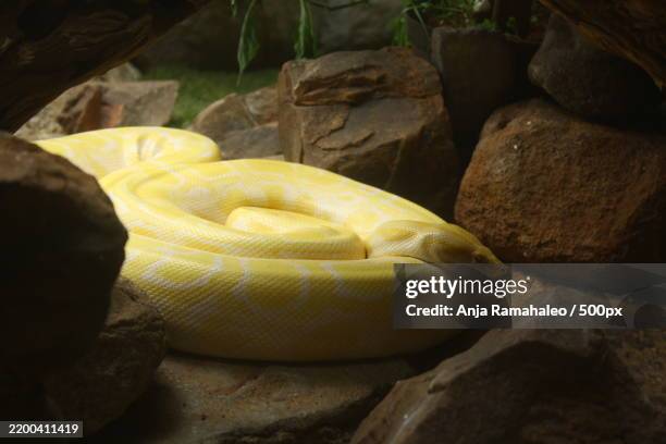 Yellow Back Python 349 Yellow Python Stock Photos, High-Res Pictures, and Images - Getty ...
