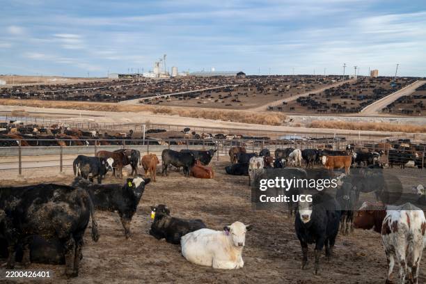 Dodge City, Kansas. Commercial cattle feeding lot. Cattle are raised and fattened to reach a specific weight for slaughter.