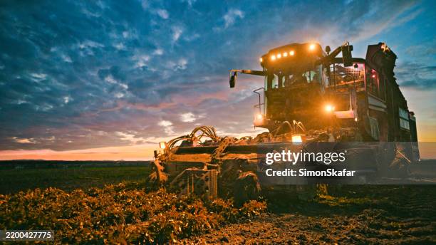 sugar beet harvester working at sunset - tractor tracks stock pictures, royalty-free photos & images