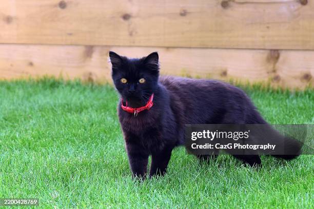 black ragdoll kitten playing in garden - black rag doll stock pictures, royalty-free photos & images